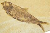 Limestone With Two Detailed Fossil Fish (Knightia) - Wyoming #384488-1